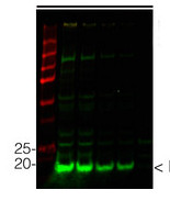Goat anti-Chicken IgY (H&L), DyLightŪ 800 conjugated in the group Secondary Antibodies / Anti-Chicken / Fluorescent / DyLightŪ / DyLightŪ 800 at Agrisera AB (Antibodies for research) (AS11 1827)